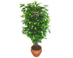 Ficus Benjamin 1,50 cm   Kbrs iek online iek siparii 