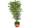 Ficus zel Starlight 1,75 cm   Kbrs uluslararas iek gnderme 