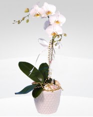 1 dall orkide saks iei  Kbrs nternetten iek siparii 