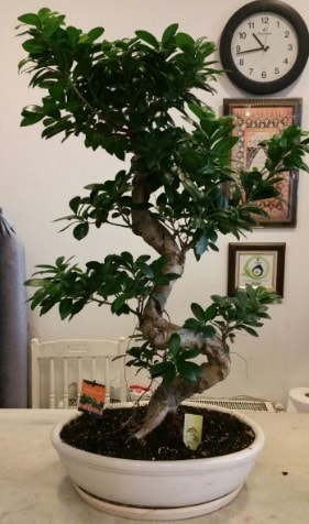 100 cm yksekliinde dev bonsai japon aac  Kbrs iek yolla 