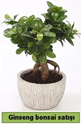 Ginseng bonsai japon aac sat  Kbrs iek , ieki , iekilik 