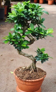 Orta boy bonsai saks bitkisi  Kbrs online iek gnderme sipari 