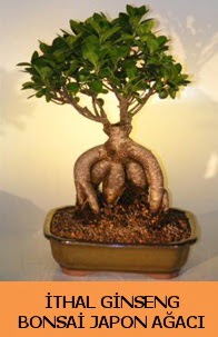 thal japon aac ginseng bonsai sat  Kbrs iek yolla 