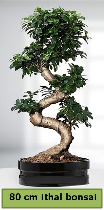 80 cm zel saksda bonsai bitkisi  Kbrs iek , ieki , iekilik 