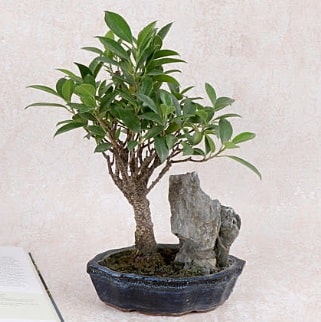 Japon aac Evergreen Ficus Bonsai  Kbrs iek gnderme 