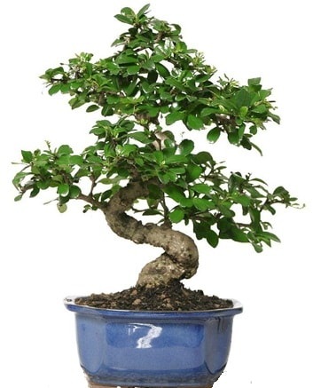 21 ile 25 cm aras zel S bonsai japon aac  Kbrs iek , ieki , iekilik 