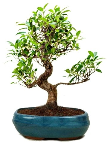 25 cm ile 30 cm aralnda Ficus S bonsai  Kbrs iek gnderme 