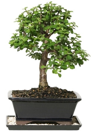 15 cm civar Zerkova bonsai bitkisi  Kbrs iekiler 